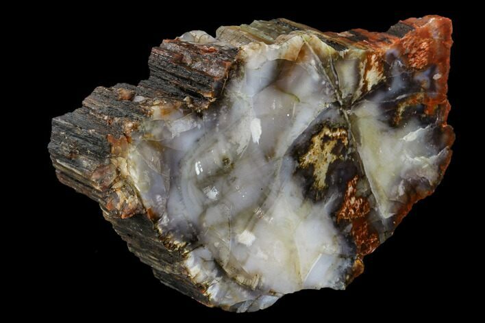 Polished Petrified Wood Section - Arizona #113369